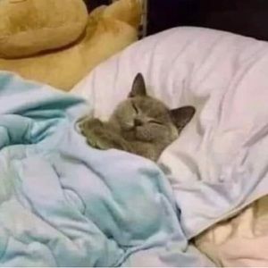 Meet your Posher, Jewels